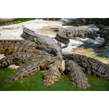 Crocodiles