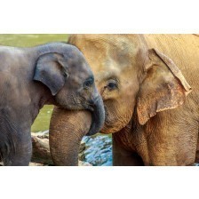 Elephant and baby elephant
