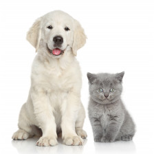 Cute dog and cat together