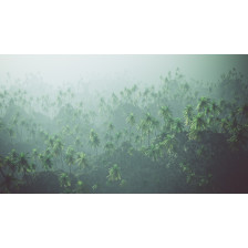 Aerial of palm forest in the mist.