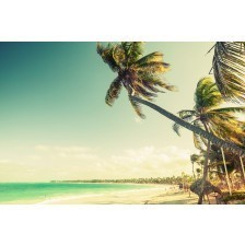 Palm trees at tropical coast
