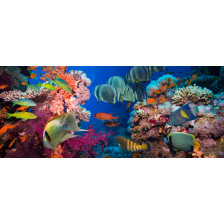 Tropical Reef Fish