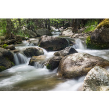 Springtime Rapids