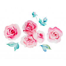 Pale pink roses watercolor illustration