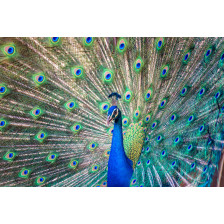 Magnificent Peacock