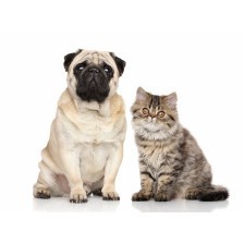 Cute dog and cat staring