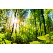 The forest bathed in sun