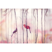 Northern Cardinal Birds