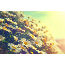 Daisy flowers