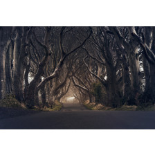 The Dark Hedges