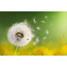 Dandelion seeds