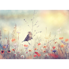 Field with wild flowers and a bird