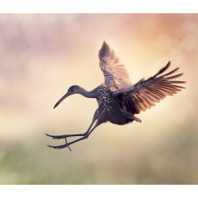 Limpkin Bird in Flight