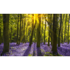 Bluebell Woods