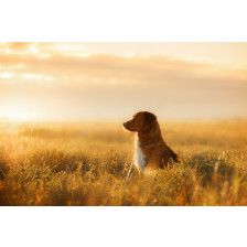 Dog Nova Scotia Duck Tolling Retriever