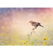 Brown Bird Perches on a Meadow