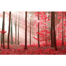 Magic Red Forest