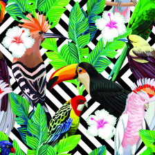 Tropical birds