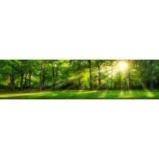 Beautiful panoramic sunny forest
