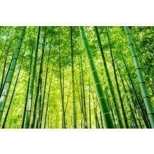 Bamboo forest I