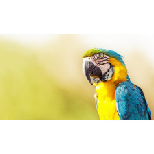 Blue and Yellow Macaw