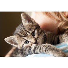 Kitten on the shoulder