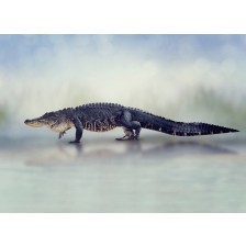 Large American Alligator 