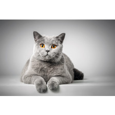 British Shorthair cat 