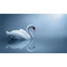 Lonely Swan