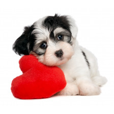 Lover Valentine Havanese puppy