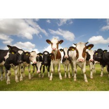 Team of Dutch cows