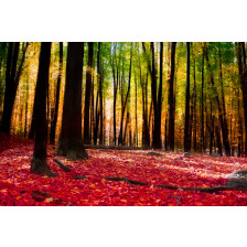 Forest in autumn with golden light