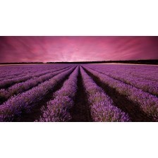 Lavender field landscape at sunset