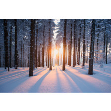 Sunset in the snowed trees