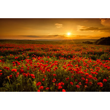 Poppy field at sunset