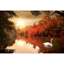 Swan in the autumn