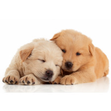 Two cute Chow-chow puppies