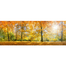 Herbstwald Panorama