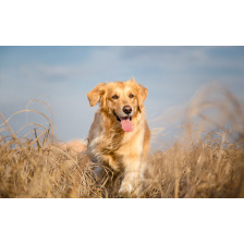 Golden retriever dog running