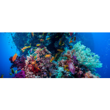 Colorful underwater reef 