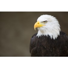 Bald headed eagle, side profile
