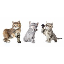 Kittens with paw up