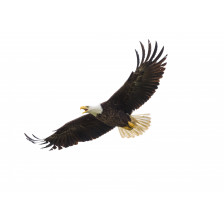 American Bald Eagle in Flight