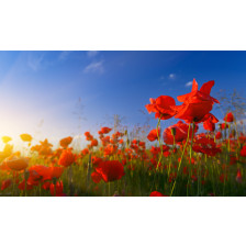 Poppies at sunrise