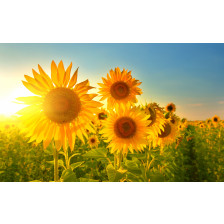 Sunflowers I