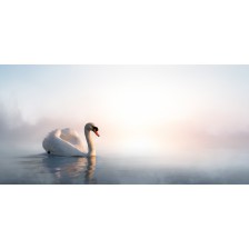 Swan floating on the lake