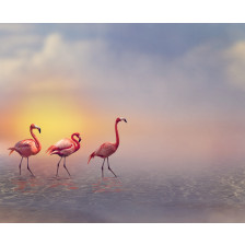 Flamingo Birds