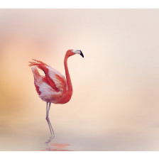 Pink Flamingo