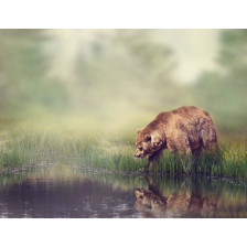 Brown Bear Near the Pond