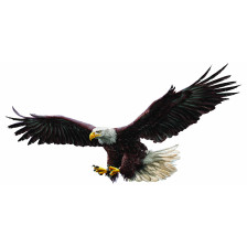 Bald eagle draw